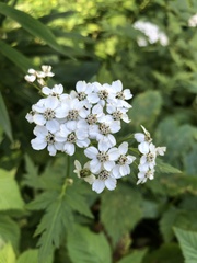 Achillea macrophylla