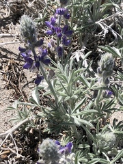 Lupinus duranii