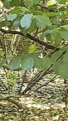 Cardinalis cardinalis