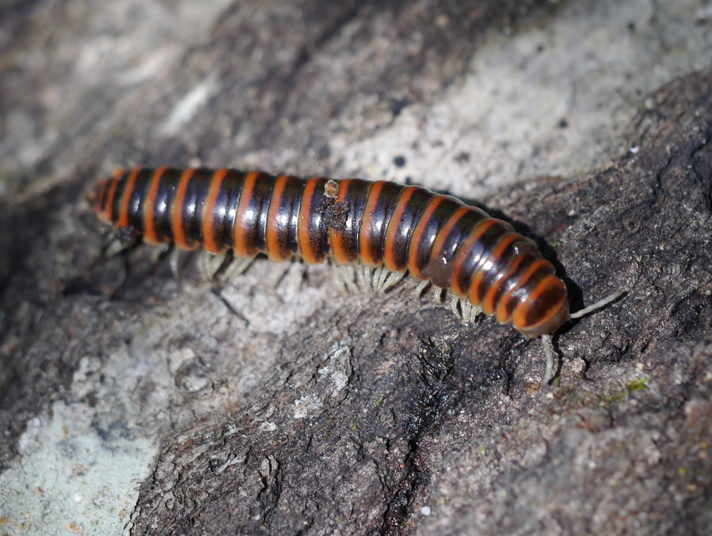Howellaria deturkiana