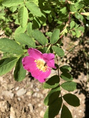 Rosa pendulina