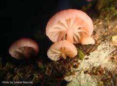 Mycena roseoflava