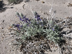 Lupinus duranii