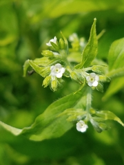 Lithospermum officinale