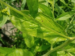 Lithospermum officinale