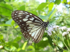 Ideopsis juventa