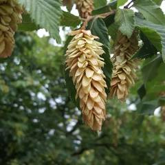 Ostrya carpinifolia