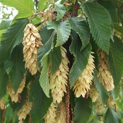 Ostrya carpinifolia