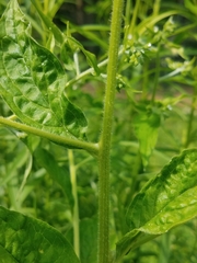 Lithospermum officinale