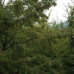 Ostrya carpinifolia