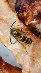 Vespula germanica