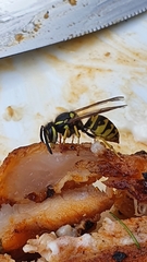 Vespula germanica