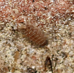 Polyxenus lagurus