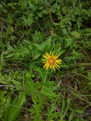 Inula