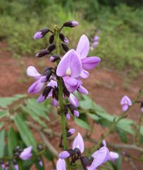 Millettia rhodantha
