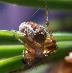 Araneus sturmi