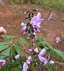 Millettia rhodantha
