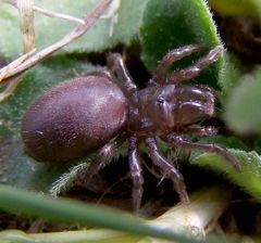 Atypus affinis