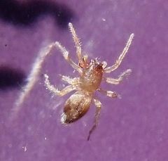 Porrhoclubiona leucaspis