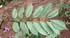 Millettia rhodantha