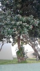 Metrosideros excelsa