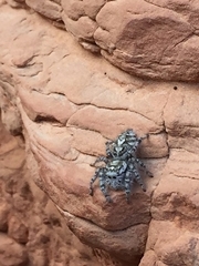 Phidippus mystaceus
