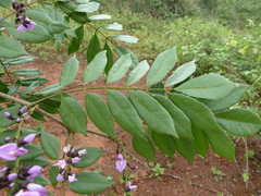 Millettia rhodantha