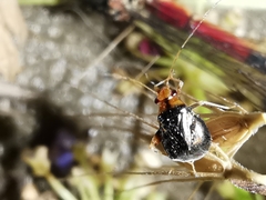 Halticus luteicollis