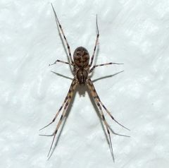 Megalepthyphantes collinus