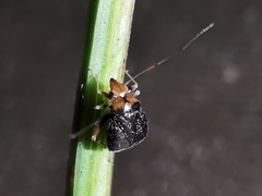 Halticus luteicollis