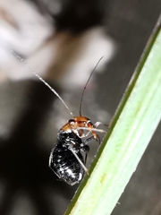 Halticus luteicollis