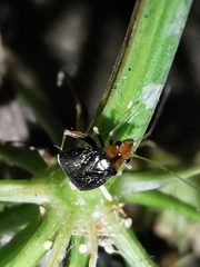 Halticus luteicollis