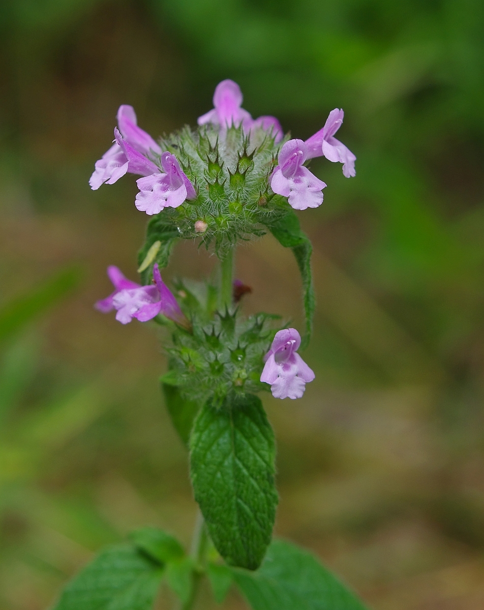 Clinopodium