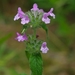 Wild Basil - Photo (c) Marty, some rights reserved (CC BY-NC-ND), uploaded by Marty