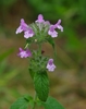 Wild Basil - Photo (c) Marty, some rights reserved (CC BY-NC-ND), uploaded by Marty