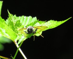 Trichiosoma triangulum