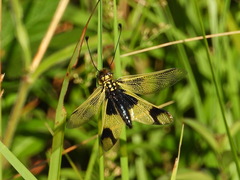 Libelloides longicornis