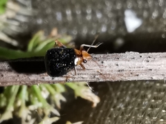 Halticus luteicollis