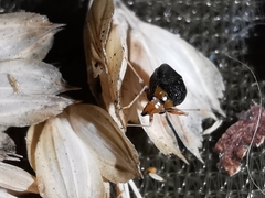 Halticus luteicollis