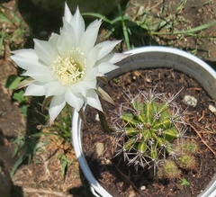 Echinopsis bridgesii