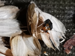 Halticus luteicollis