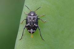 Bruchus pisorum