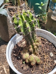 Echinopsis bridgesii