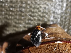 Halticus luteicollis