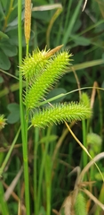Carex pseudocyperus