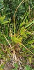 Carex pseudocyperus