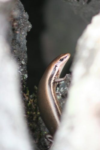 Western Middle America Skink, Marisora brachypoda