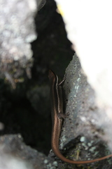 Marisora brachypoda