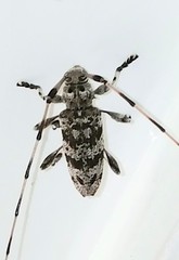 Acanthocinus obsoletus