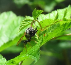Trichiosoma triangulum